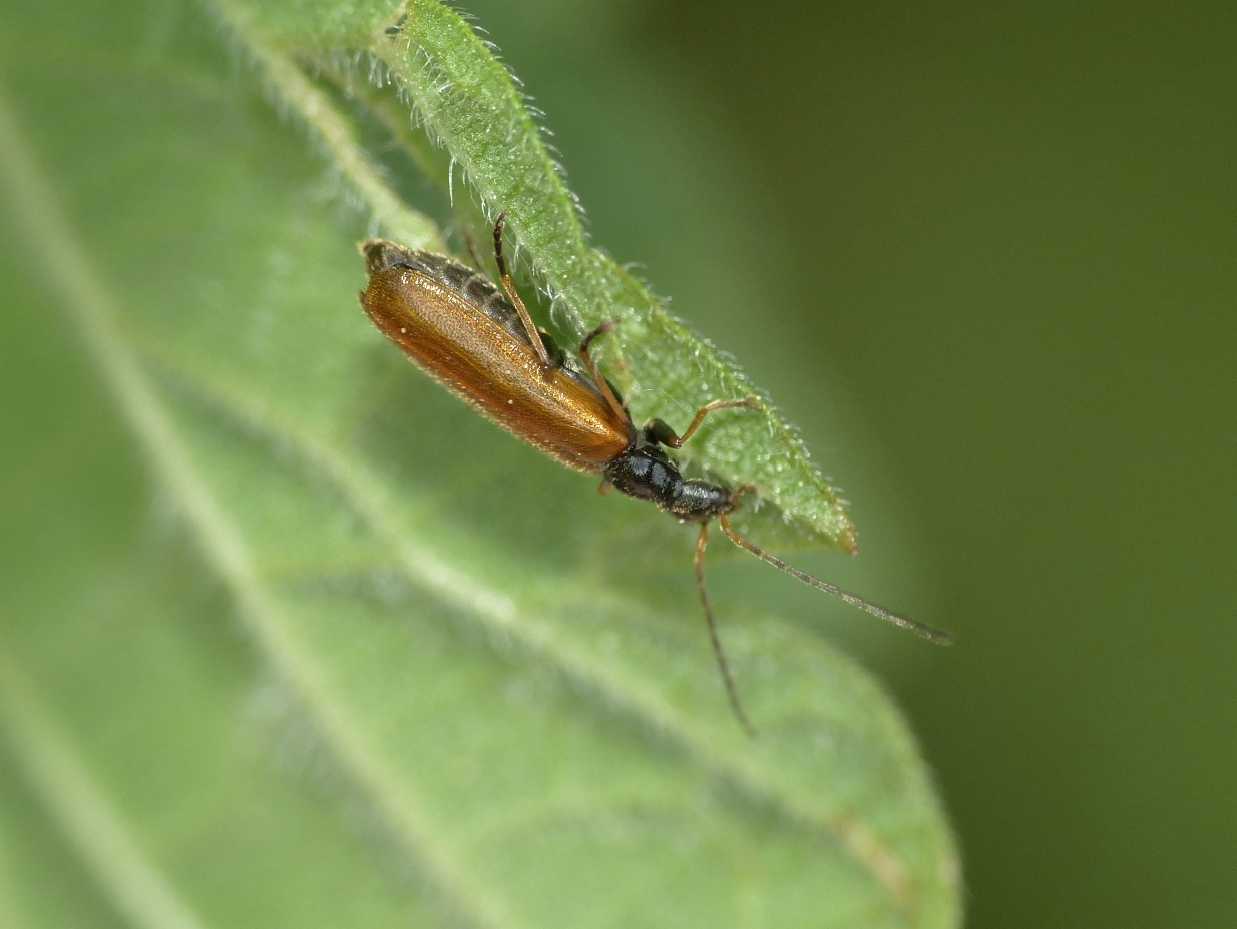 Rhagonycha cfr. lignosa